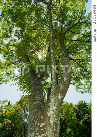 forest trees nature green sunlight backgrounds. forest trees nature green sunlight backgrounds. 22153484