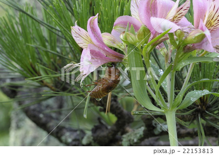 雨の中のセミの抜け殻 雨の中のセミの抜け殻 22153813