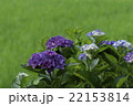 紫陽花 22153814