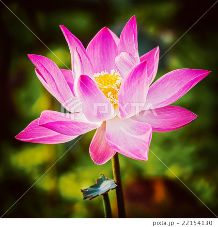 Lotus close up Lotus close up 22154130