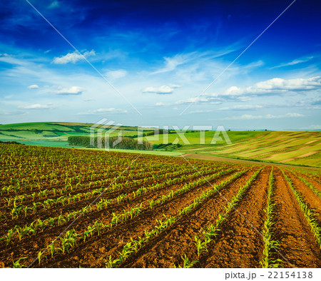 Rolling fields of Moravia 22154138