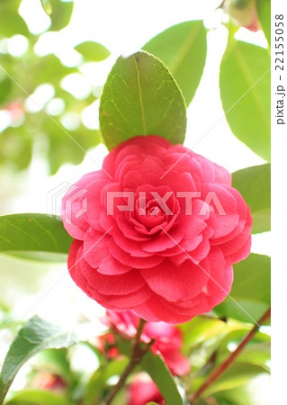 椿　菊冬至9 22155058