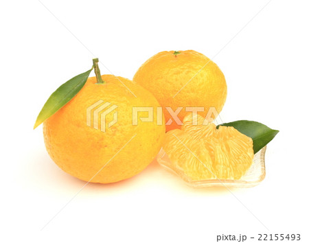 夏みかん 夏みかん 22155493