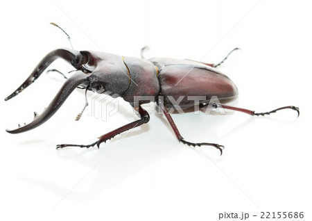 国産ノコギリクワガタ　白バック 22155686