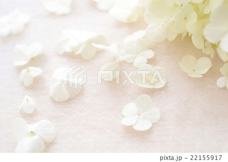 ビバーナムの花びら 22155917