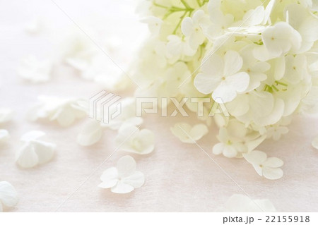 花びらの散るビバーナム 22155918