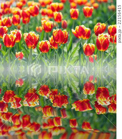 Red tulips in flower field reflected in water Red tulips in flower field reflected in water 22156415
