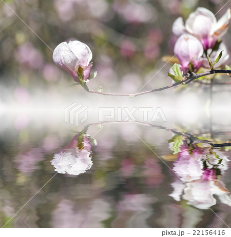 Bloomy magnolia tree with big pink flowers Bloomy magnolia tree with big pink flowers 22156416