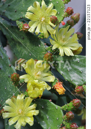 タンシウチワの花 タンシウチワの花 22157123