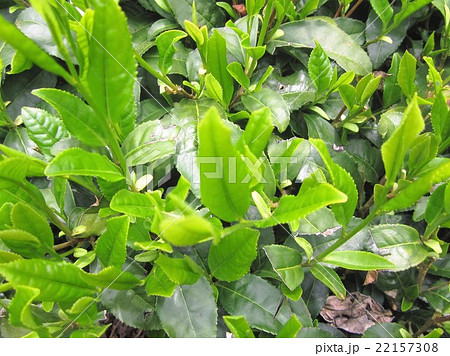 お茶畑 22157308