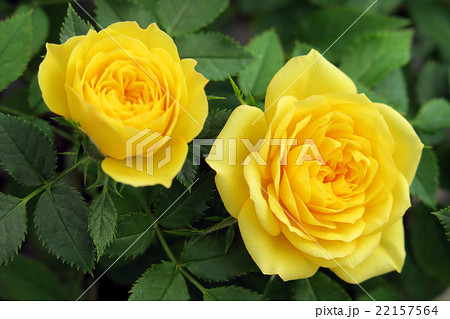 二輪の黄色いミニバラ 二輪の黄色いミニバラ 22157564