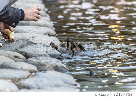 fed turtle fed turtle 22157752