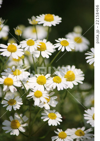 カモミール 22158466