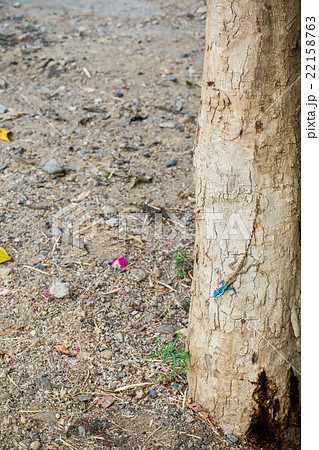 Blue-crested Lizard Blue-crested Lizard 22158763