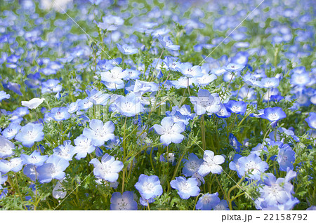 ルリカラクサ 22158792