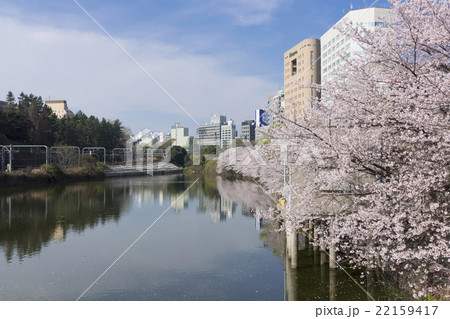 東京の桜名所 外濠公園 市ヶ谷 新宿区 ソメイヨシノ 満開の写真素材