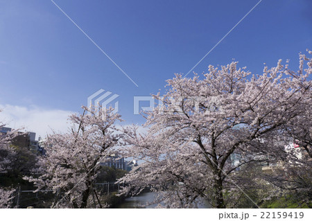 東京の桜名所 外濠公園 新見附濠 新見附橋 千代田区 東京の桜名所 外濠公園 新見附濠 新見附橋 千代田区 22159419