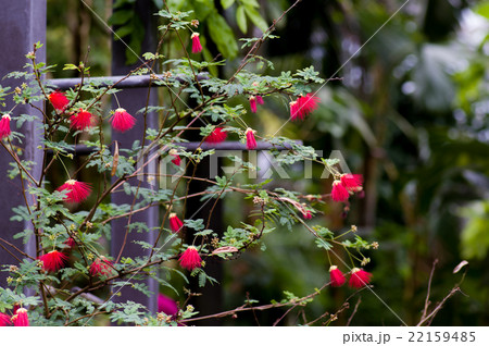 オオベニゴウカン 22159485