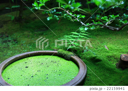 日本庭園 苔緑 新緑 庭 庭園 コケ 苔 和 和風 新芽 ミドリ みどり 緑色の写真素材