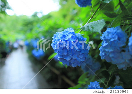 壁紙梅雨紫陽花