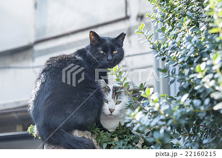 仲良し猫 22160215