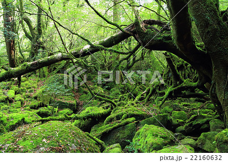 屋久島　白谷雲水峡の苔むす森(旧もののけの森) 22160632