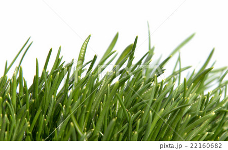 Green grass isolated on white background Green grass isolated on white background 22160682