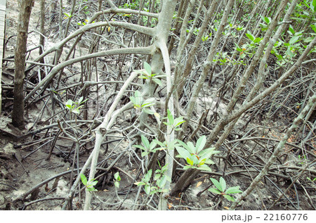 mangrove forest mangrove forest 22160776