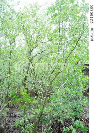 mangrove forest mangrove forest 22160830