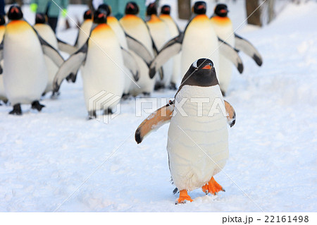 ペンギン歩行 22161498