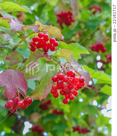 Bunches of red viburnum on the bush Bunches of red viburnum on the bush 22161717