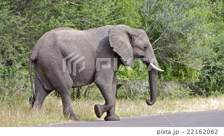 Elephant Elephant 22162062