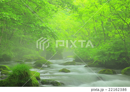 奥入瀬渓流 22162386