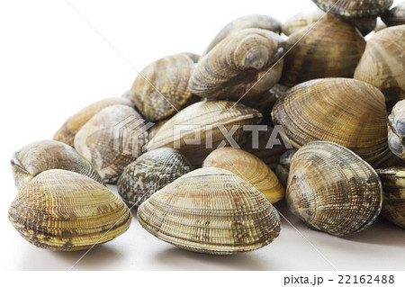 あさり7 22162488