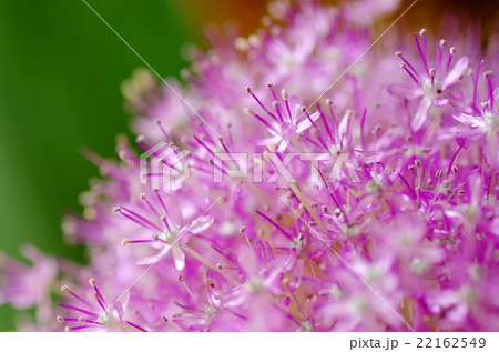 ギガンチューム 22162549