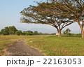 A big tree and the small curve road 22163053
