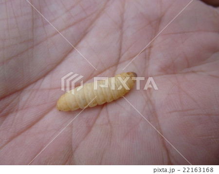 ブドウ虫 ブドウ虫 22163168