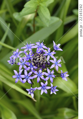 オオツルボ(シラー・ペルビアナ) オオツルボ(シラー・ペルビアナ) 22163282