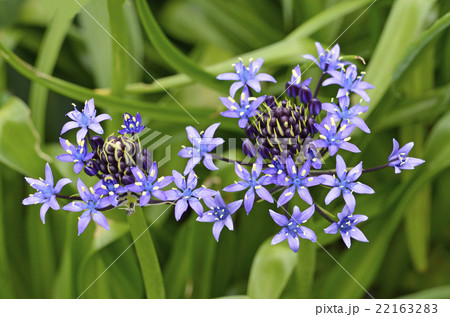 オオツルボ(シラー・ペルビアナ) オオツルボ(シラー・ペルビアナ) 22163283