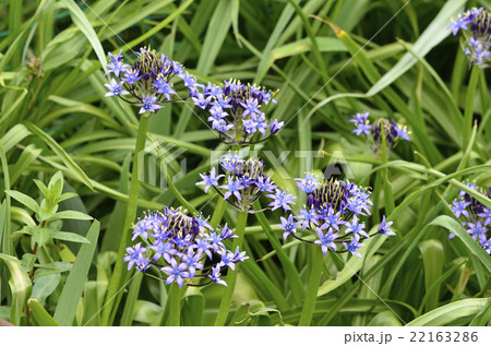 オオツルボ（シラー・ペルビアナ） 22163286