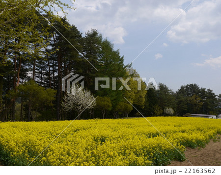 南八ヶ岳花の森公園 南八ヶ岳花の森公園 22163562