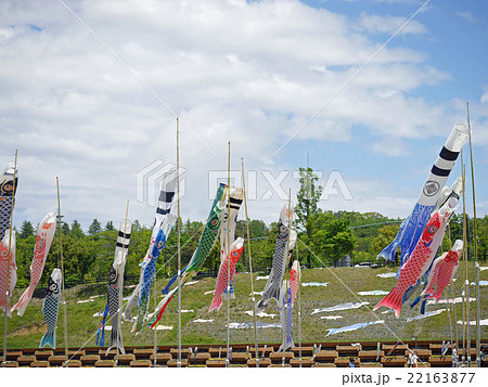 太田市北部運動公園 鯉のぼり 太田市北部運動公園 鯉のぼり 22163877