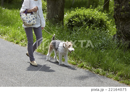 愛犬と散歩する女性 ワイヤーフォックステリアの写真素材