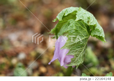 シラネアオイの芽立ちとつぼみの様子 22164148