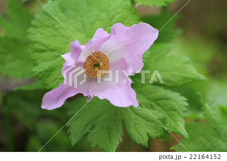 シラネアオイの花 シラネアオイの花 22164152