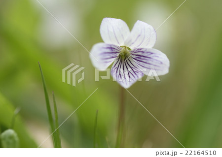 スミレの花 白の写真素材