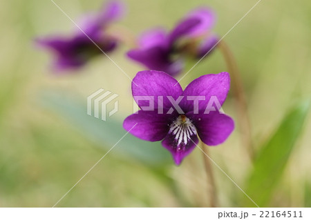 スミレの花 22164511