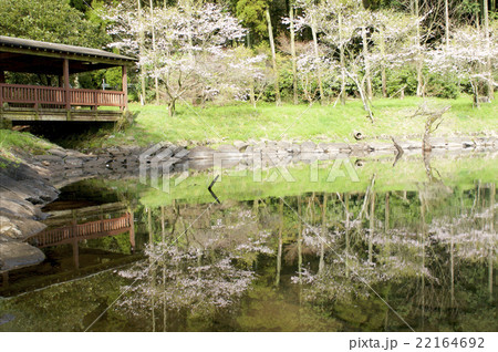 水面に桜 22164692