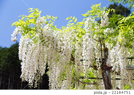 白い藤の花 白い藤の花 22164751