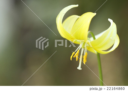 黄花カタクリ 黄花カタクリ 22164860